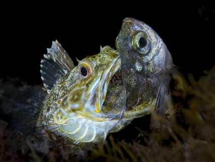 cda3cfc1903611615e1c2f10489806be_0 21 전민석 the law of the jungle -1.jpg